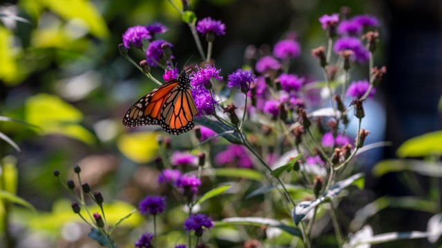 Monarch butterfly on purple liatris