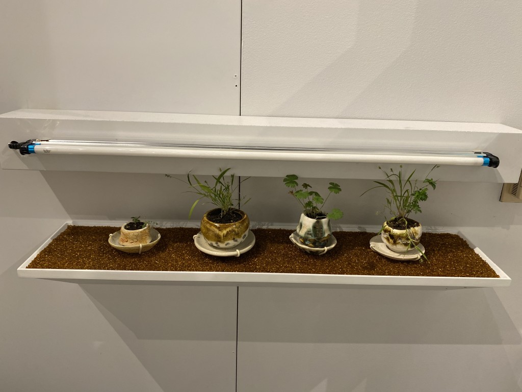 Four hand-crafted pots fashioned by the artist are on display in the exhibit, each one holding plants grown from seeds ingested by a different bird.