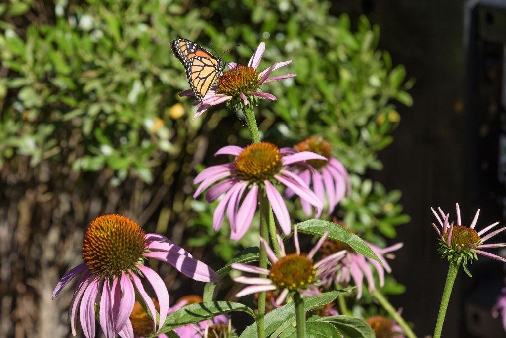 Purple coneflower with monarch butterfly