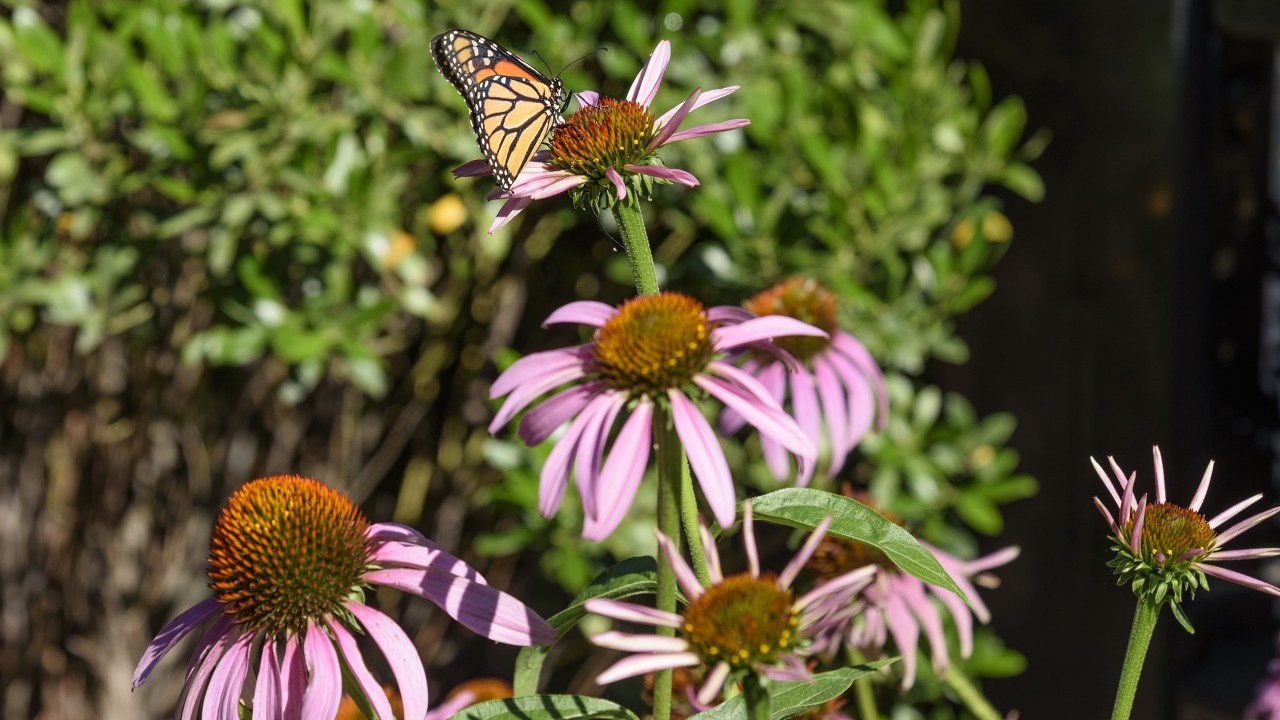 Purple conflower with monarch butterfly