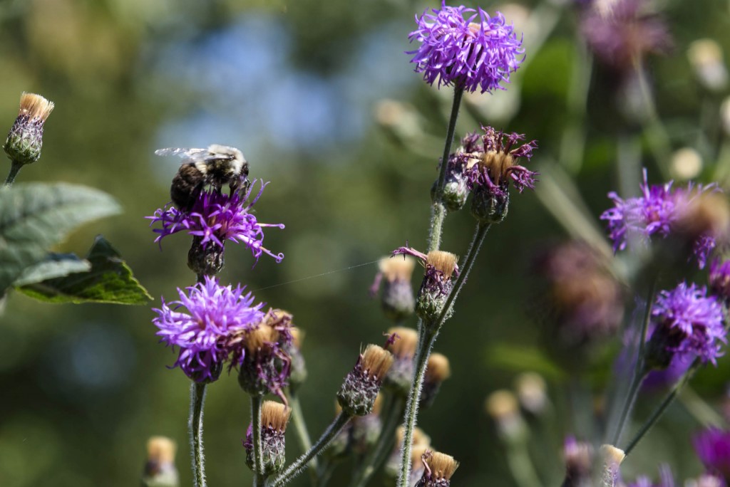 Bumblebee on purple liatris