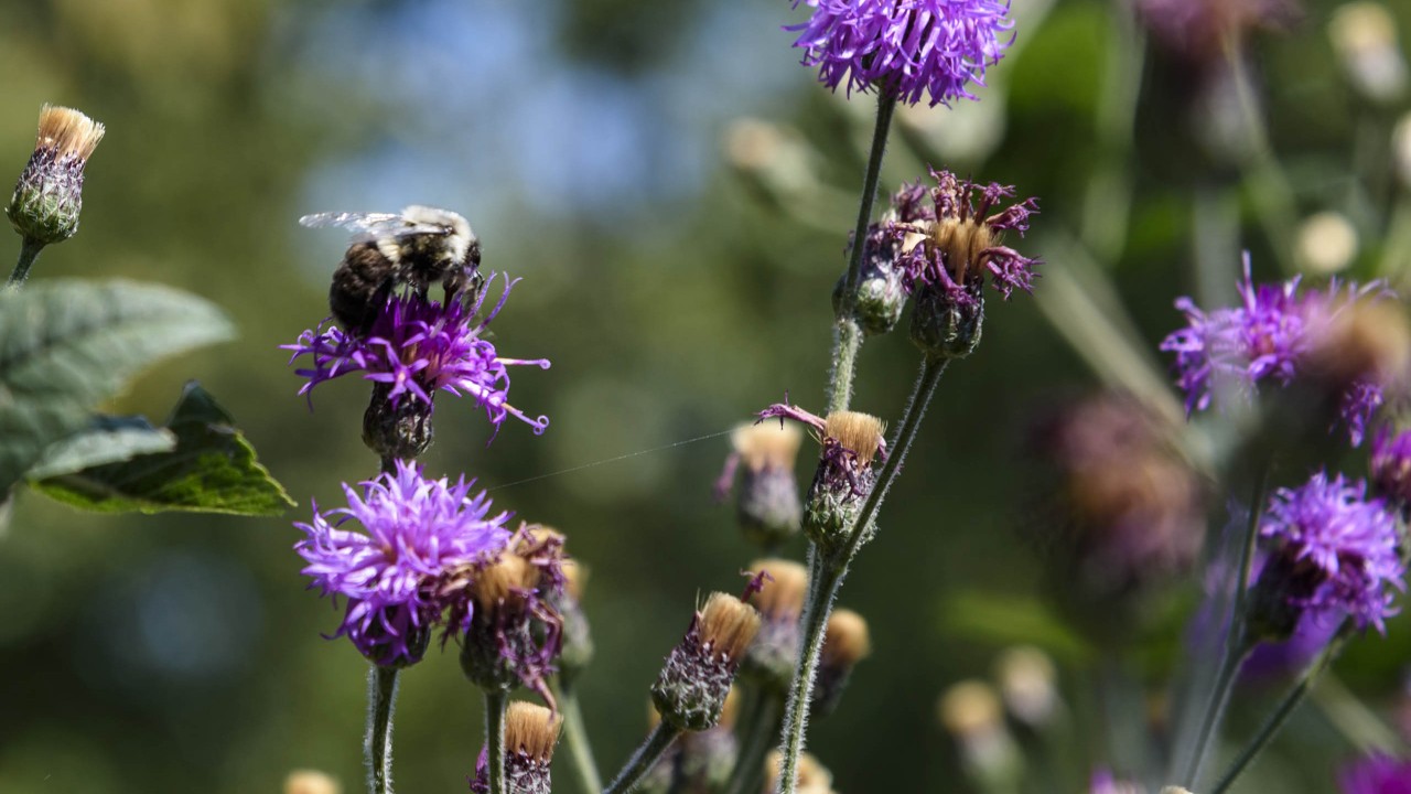 Bumblebee on purple liatris