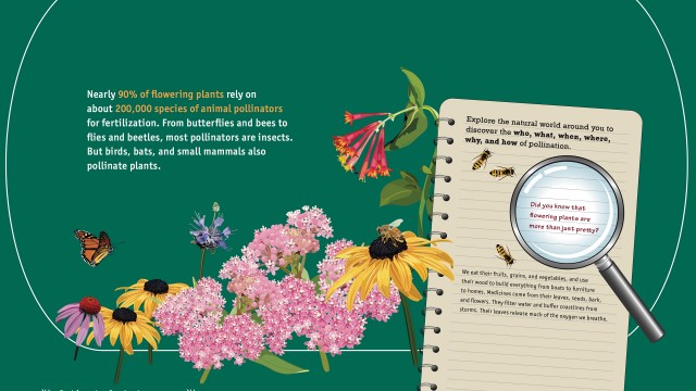 Pollination Posters