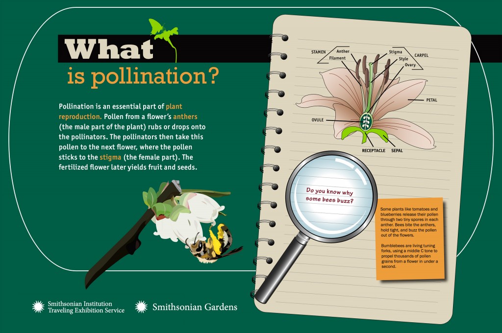 What is pollination? poster