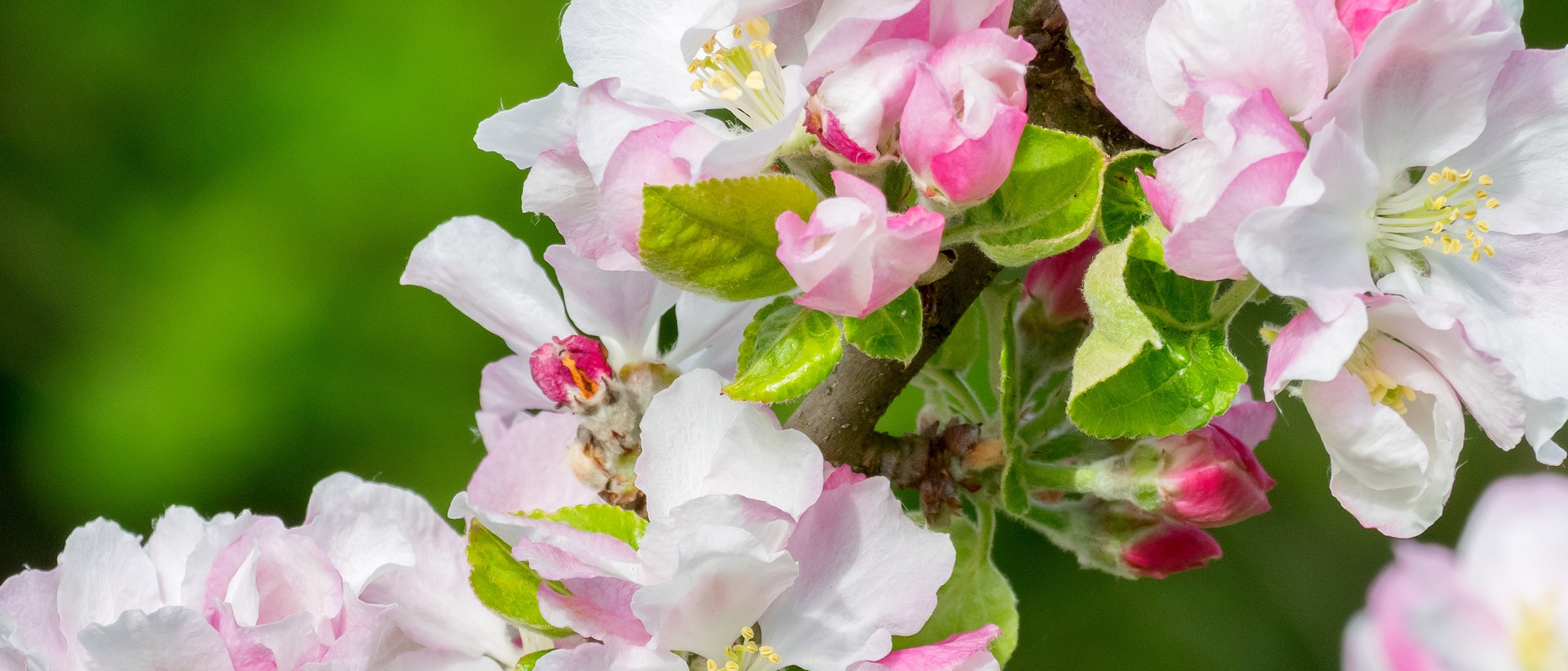 Flowers of Malus domestica