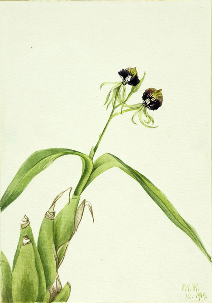 Orchid (Epidendrum cochleatum) by Mary Vaux Walcott