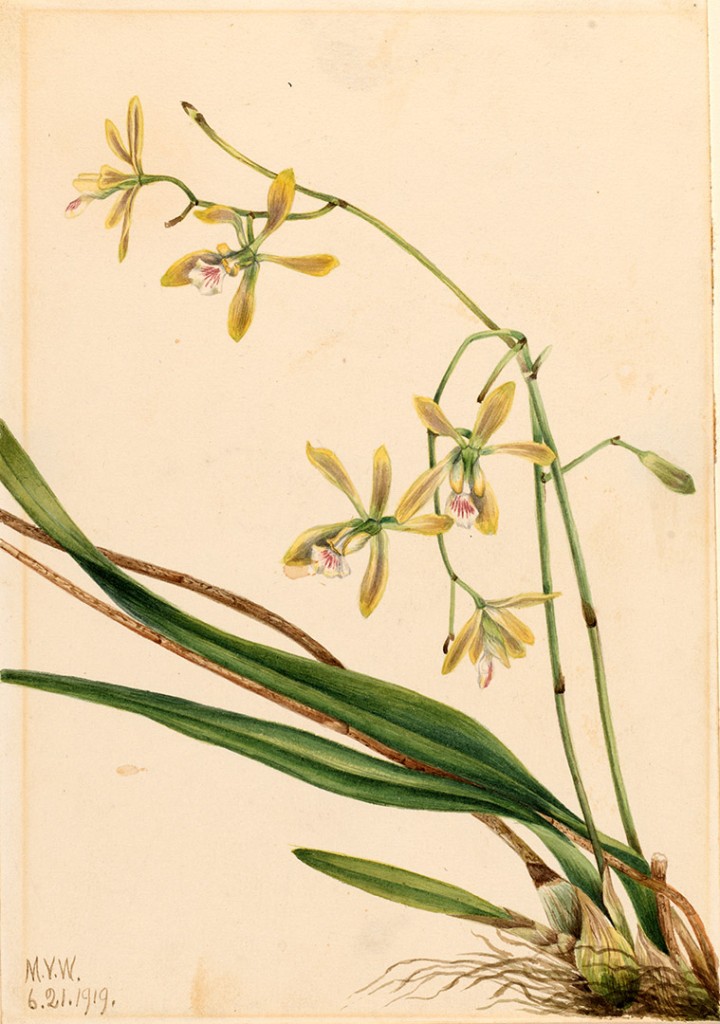 Tampa Epidendrum (Epidendrum tampense) by Mary Vaux Walcott