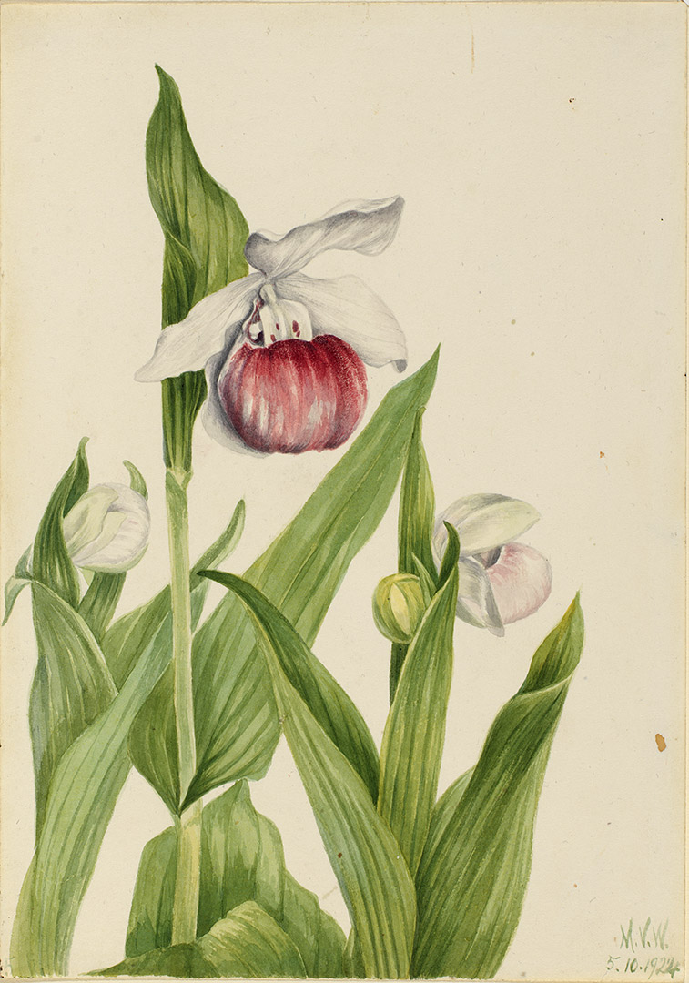 Showy Lady’s Slipper (Cypripedium reginae) by Mary Vaux Walcott