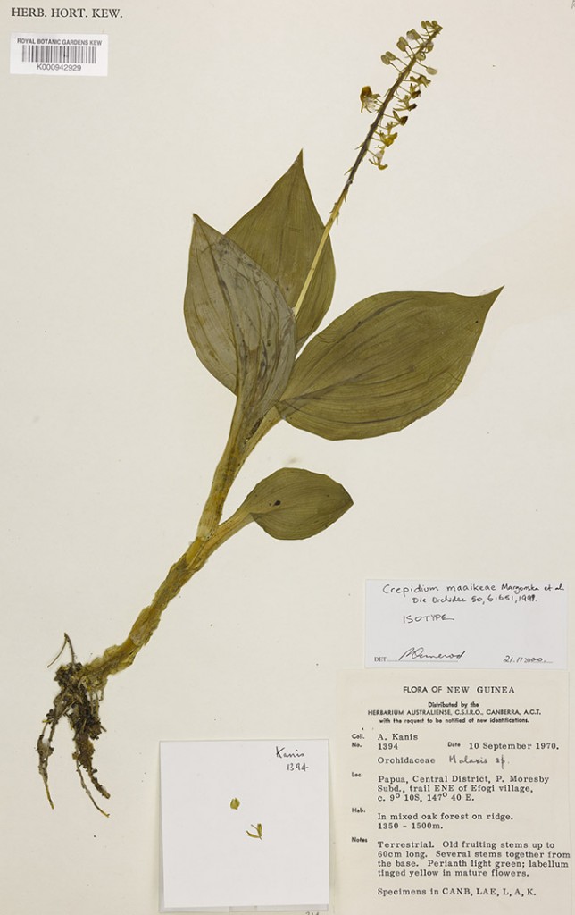 pressed and dried plant specimen