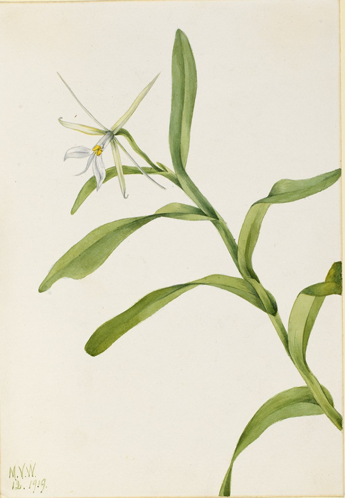 White Epidendrum (Epidendrum nocturnum) by Mary Vaux Walcott