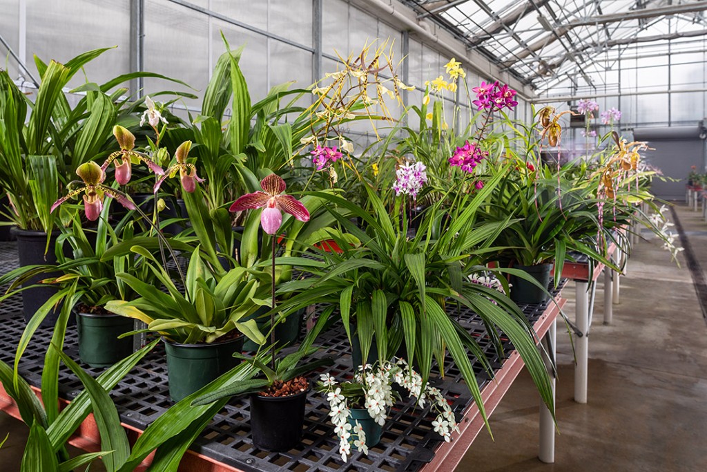 The Smithsonian Gardens Orchid Collection