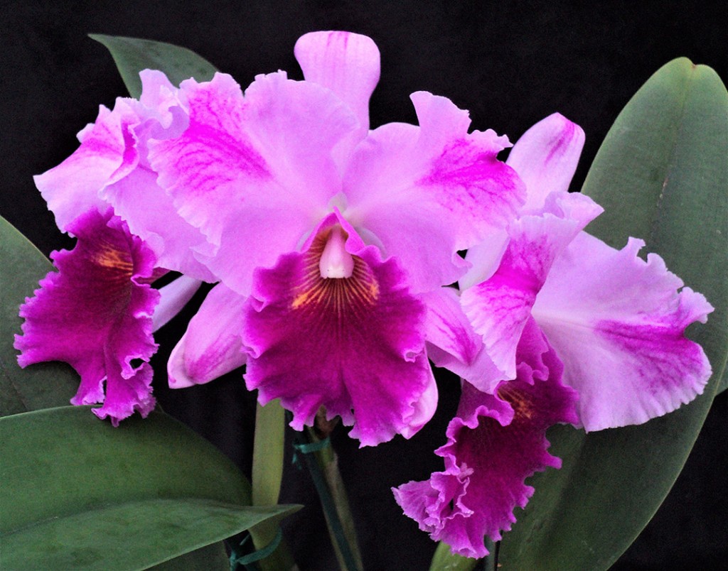 Orchid Hybridization - Smithsonian Gardens