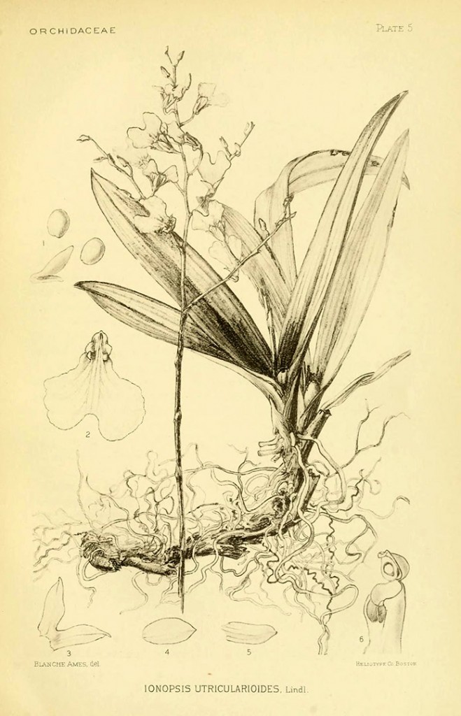 Ionopsis utricularioides by Blanche Ames