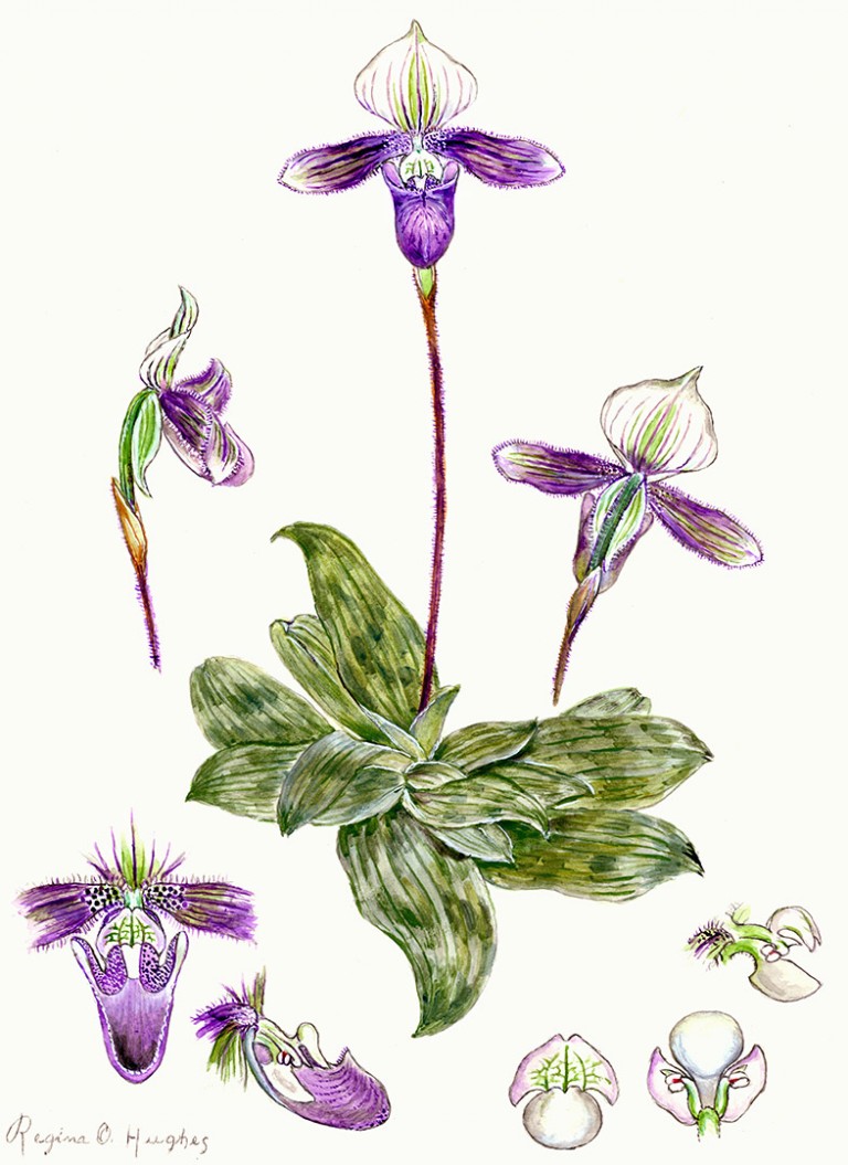 smithsonian botanical illustrations download