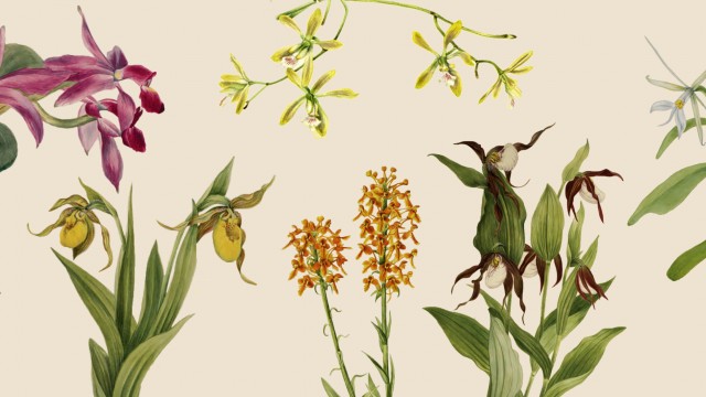 Montage of orchid illustrations