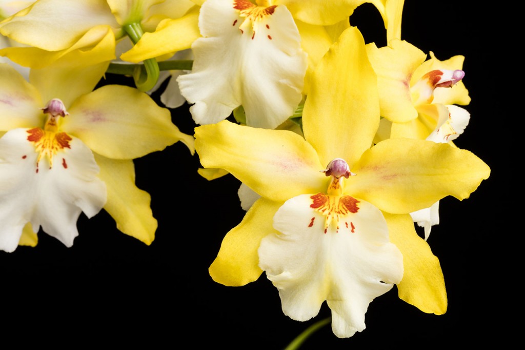 × Odontonia Yellow Parade 'Alpine', or an intergeneric orchid hybrid