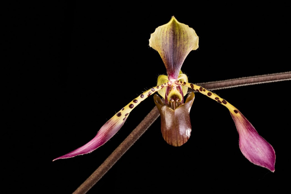 Paphiopedilum lowii ('Uncle Frank' × 'Suzanne'), a Low's Paphiopedilum selection