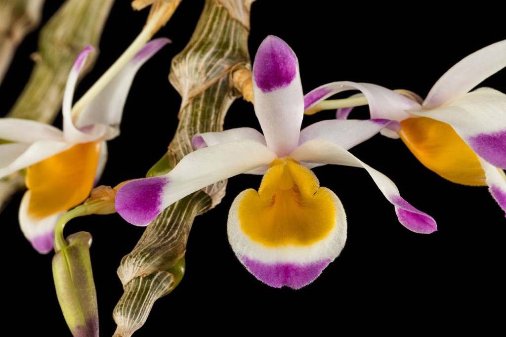 Dendrobium pendulum, or The Pendant Growing Dendrobium