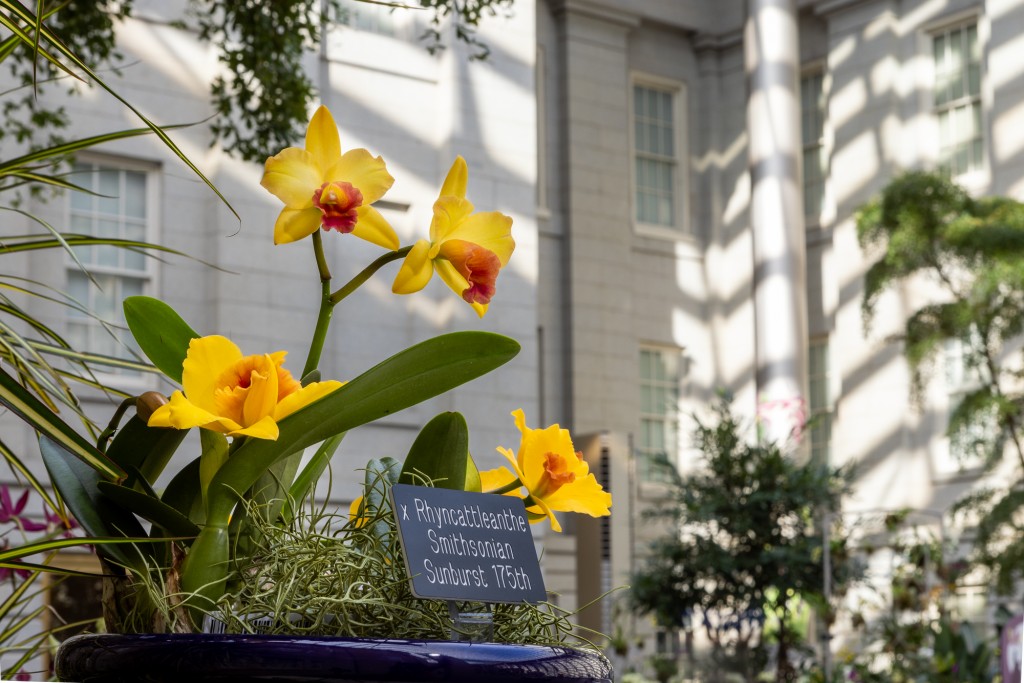 Structure And Function What Makes An Orchid An Orchid Smithsonian Gardens 1060