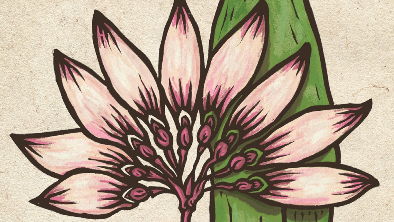 Illustration from the U. S. Botanic Gardens