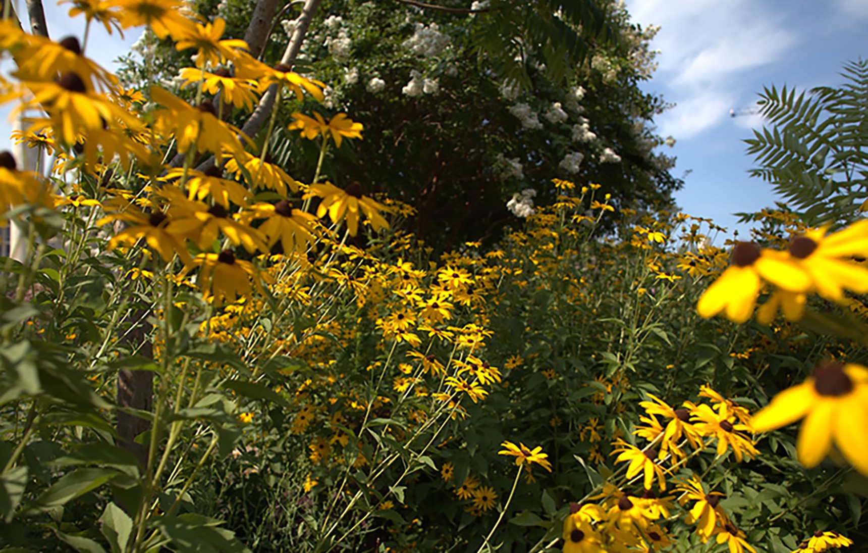 Rudbeckia (Black eyed Susan) at the National Air and Space Museum