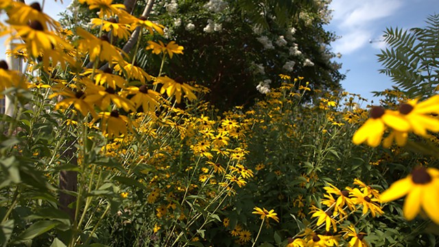 Rudbeckia (Black eyed Susan) at the National Air and Space Museum