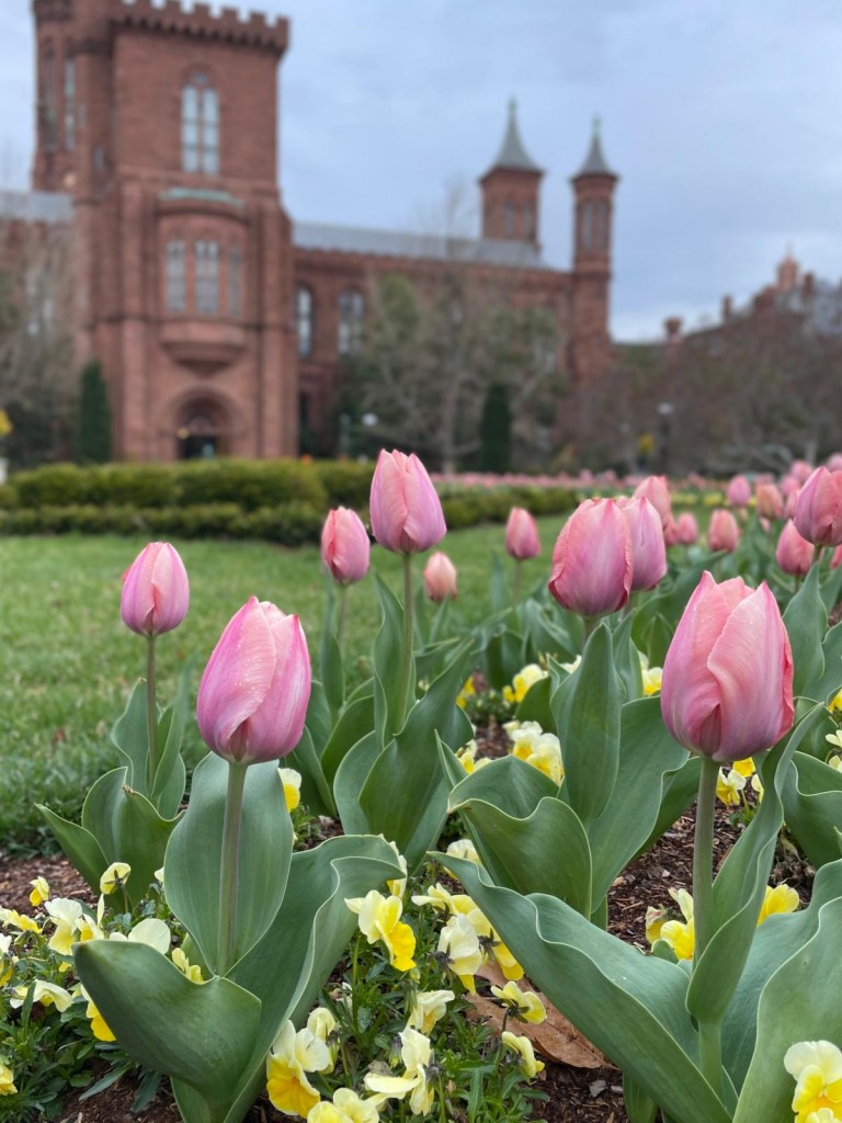 Haupt Garden Parterre with tulips in bloom