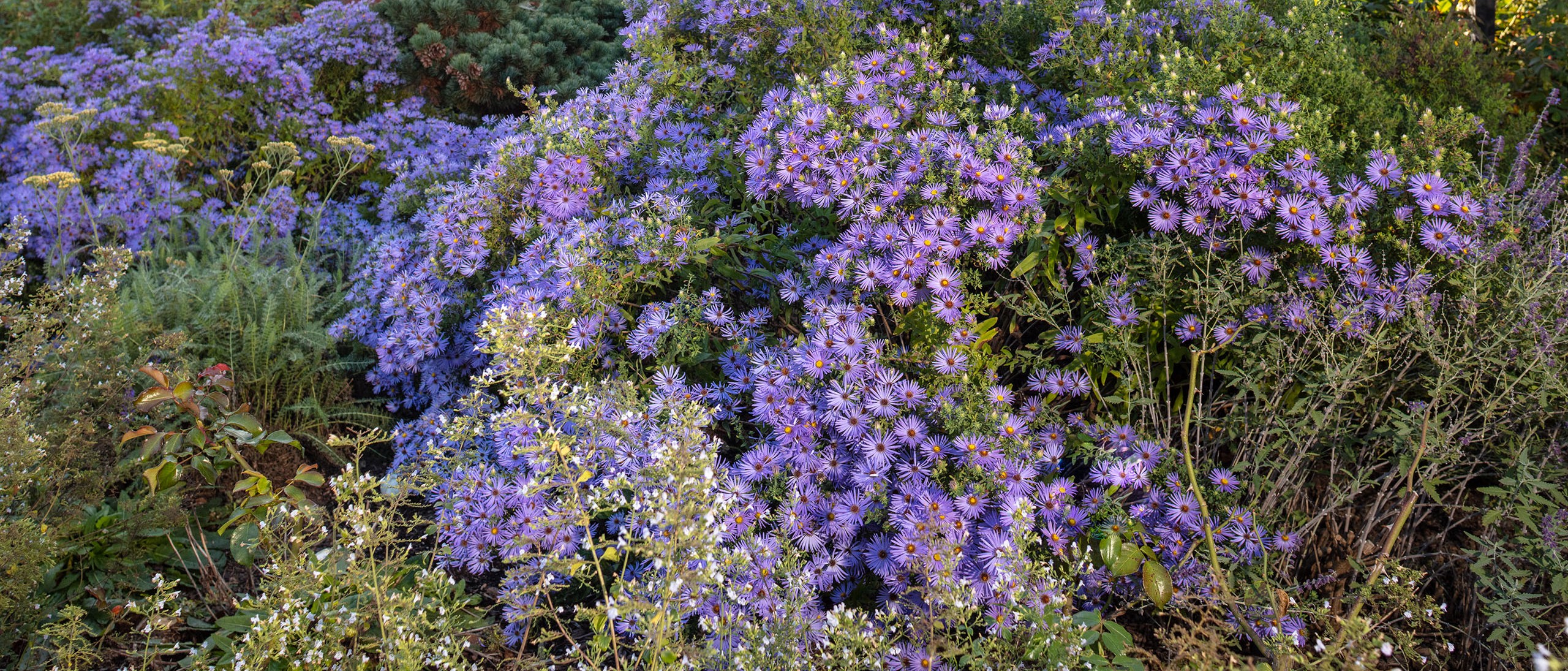 Asters in the Mary Livingston Ripley Garden