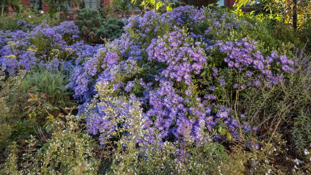 Asters in the Mary Livingston Ripley Garden