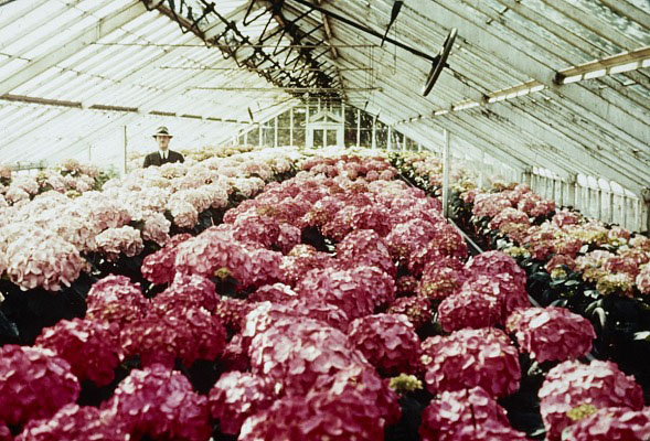 Man in fedora stands in greenhouse among pink hydrangea flowers