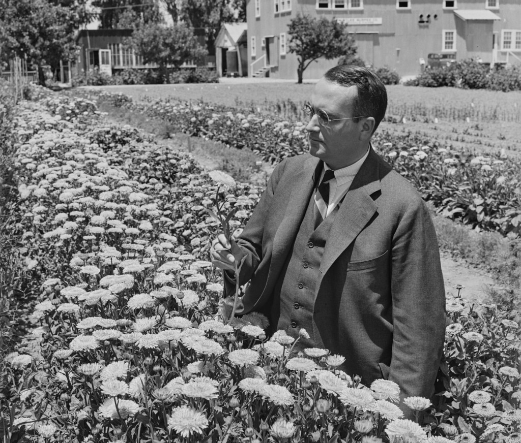 Man in suit and glasses kneeing in flowerbed holding flower