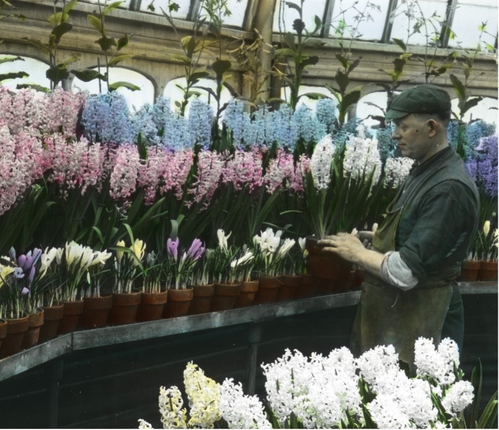 Man in billed hat and apron adjusts potted hyacinth on a shelf