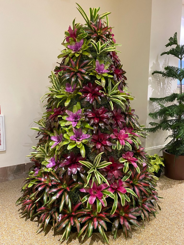 Tillandsia raquette - Bromeliad - Plantopia Maroc