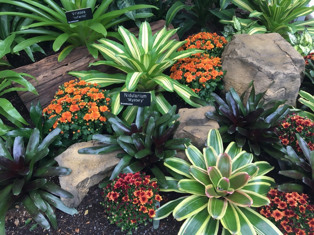 Bromeliads (Bromeliaceae) in flower in rainforest, Salto Morato