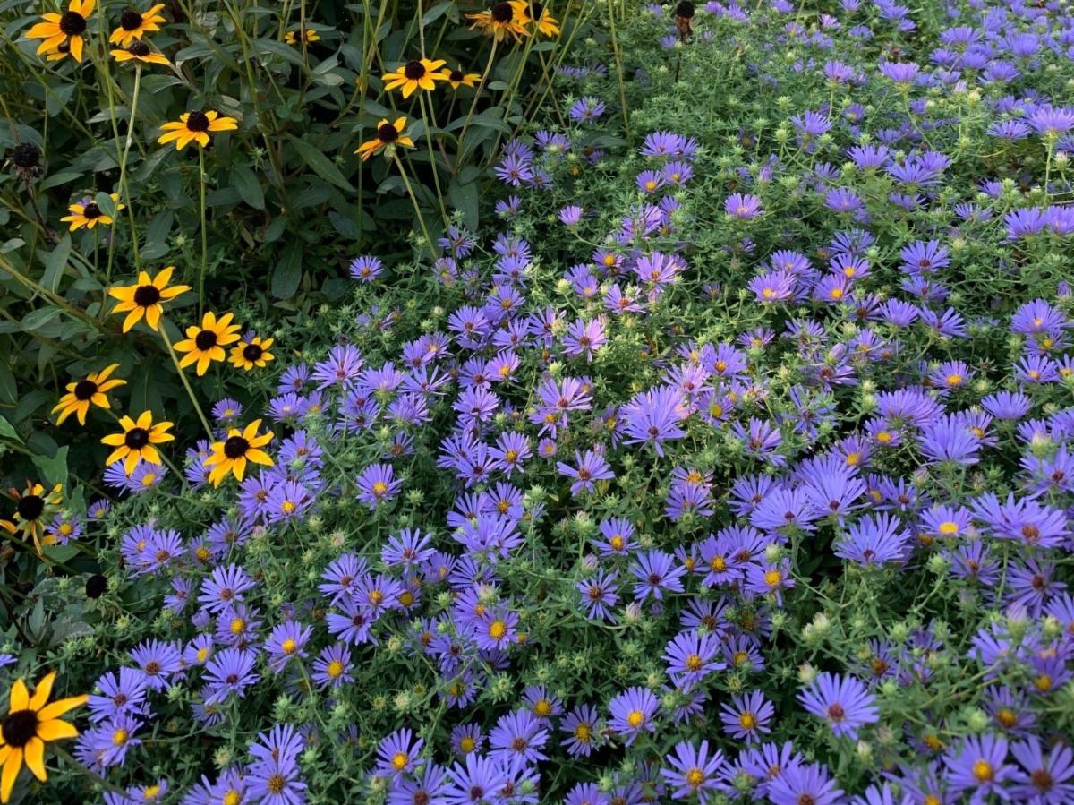 NASM-Fall-Aster-_-Rudbeckia