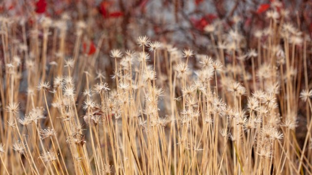 Dry grass and red berries