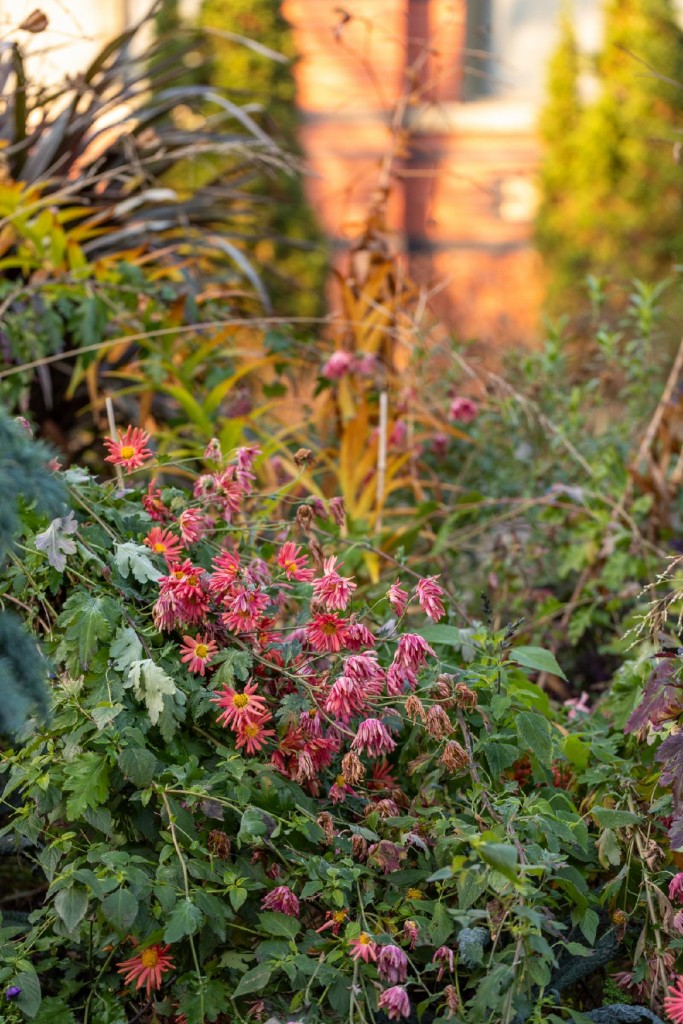 Dark Garden  Within the Vine