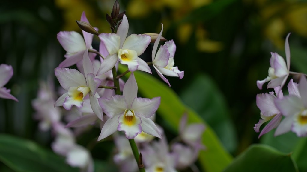 Five-petalled orchid with light purple petals and yellow at center