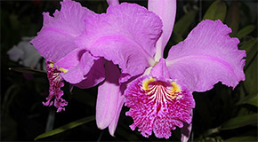 Cattleya lueddemanniana orchid