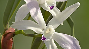 Cattleya perrinii f. semi-alba orchid