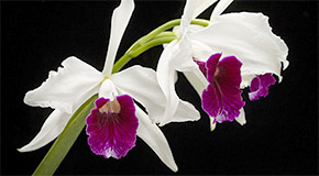 Cattleya purpurata orchid