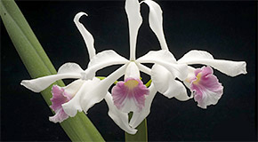 Cattleya purpurata 'Roberts' orchid