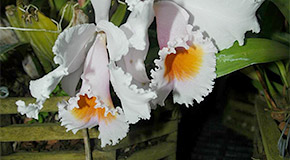 Cattleya schroederae 'The Baron' orchid