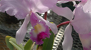 Cattleya trianae orchid