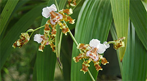 Cyrtochilum maduroi orchid