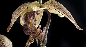 Embreea rodigasiana 'Castle' orchid