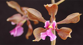 Encyclia hanburyi orchid