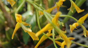 Gongora flaveola orchid