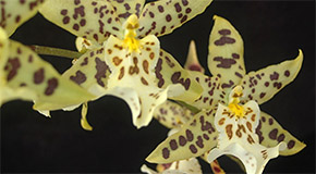 Gongora galeata orchid