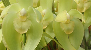 Ida ciliata orchid